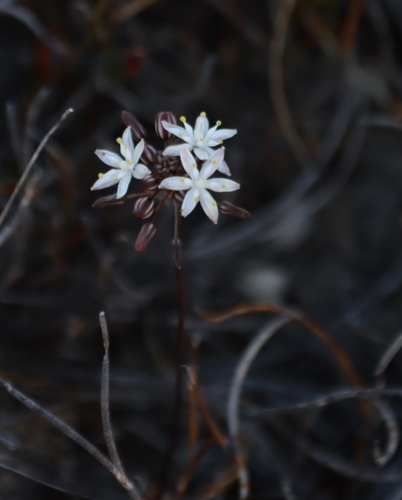 Bellow Squill (Drimia physodes)