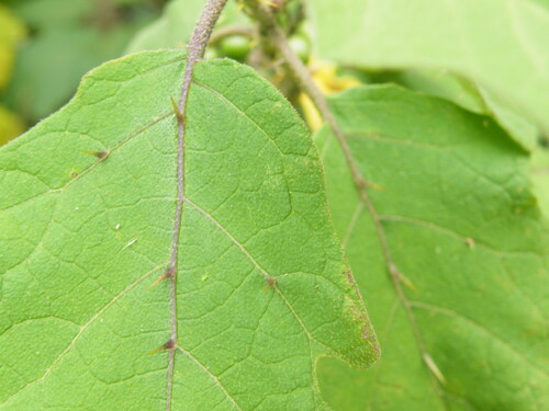 Solanum anguivi, photograph 4