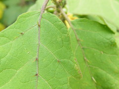 Solanum anguivi, photograph (c) Antoinette Eyssell Knox, some rights reserved (CC BY-SA)