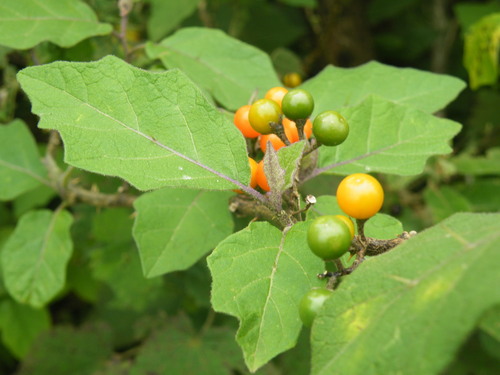 Forest Bitterberry (Solanum anguivi)