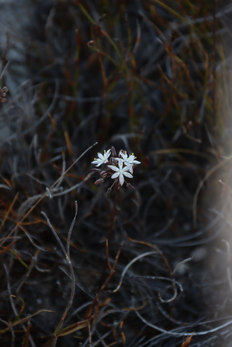Fusifilum physodes