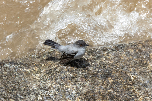 Torrent Tyrannulet