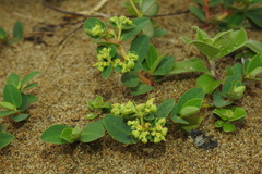 Euphorbia atoto