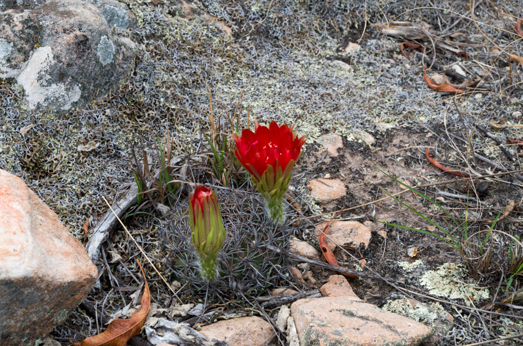 Echinopsis rauschii