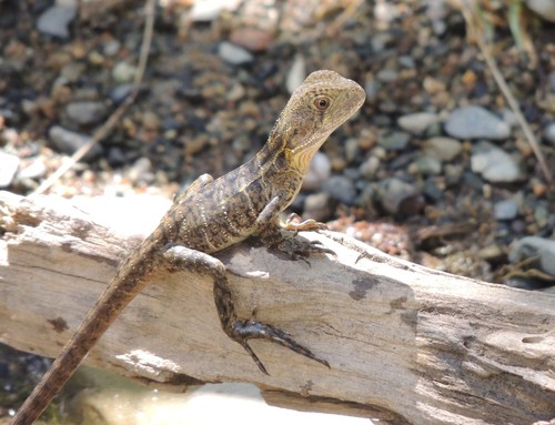 Australian Water Dragon, photo 7 of 10
