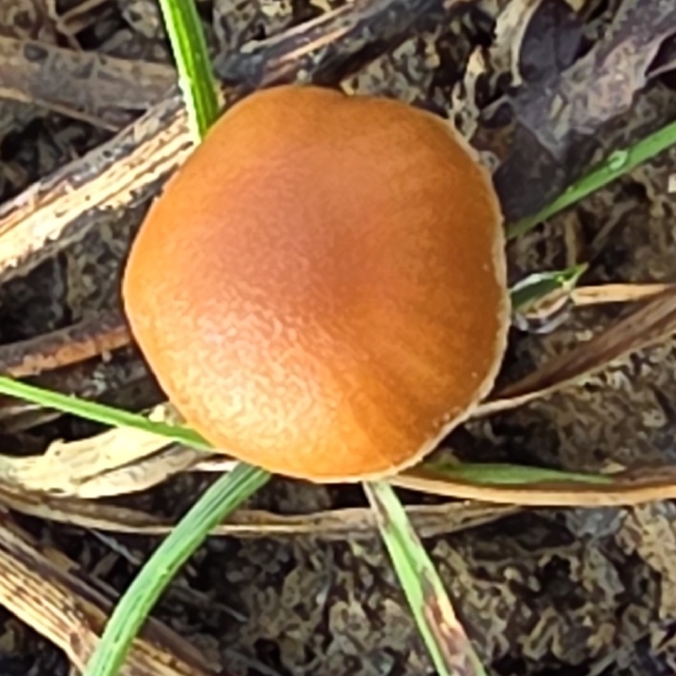Tubaria furfuracea · March 2026 · photo: © sabear (iNaturalist, cc0)