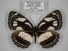Neptis strigata kakamega