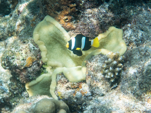 Clark's Anemonefish — seen at this dive site
