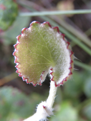 Centella eriantha