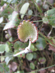 Centella eriantha