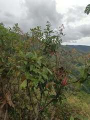 Cinchona calisaya