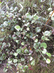 Centella eriantha