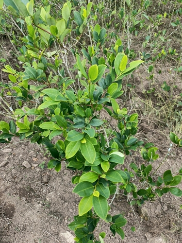 Erythroxylum coca