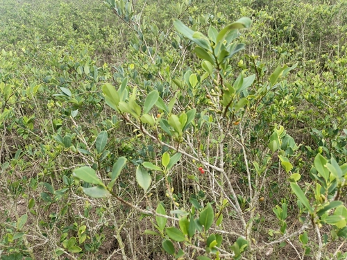 Erythroxylum coca