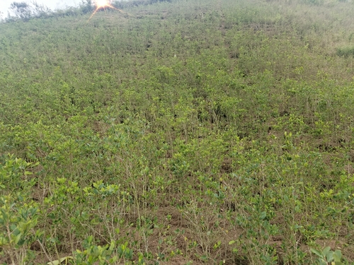 Erythroxylum coca
