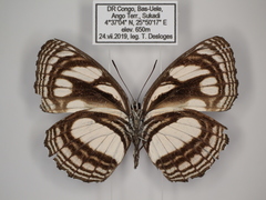 Neptis strigata kakamega