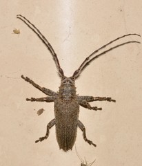 Rhytiphora