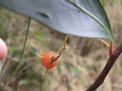 Pterocelastrus rostratus