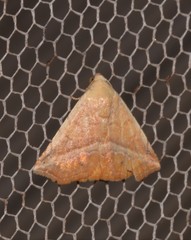 Eublemma crassiuscula