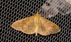 Patania balteata