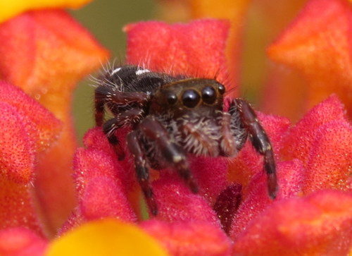 Bold Jumping Spider photographed in Hawaii