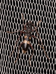 Coleocoptus senio