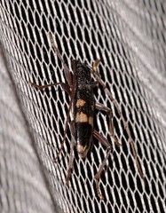 Coleocoptus senio