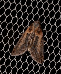 Lophoptera vittigera