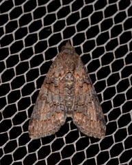 Lophoptera hemithyris