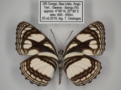 Neptis strigata kakamega