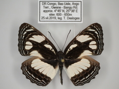 Neptis strigata kakamega