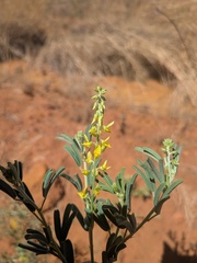 Trefoil Rattlepod (Crotalaria medicaginea)