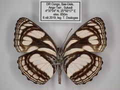 Neptis strigata kakamega