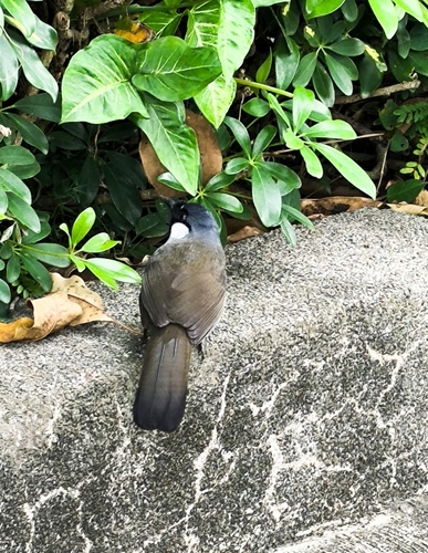 Black-throated Laughingthrush (Pterorhinus chinensis), photo 6