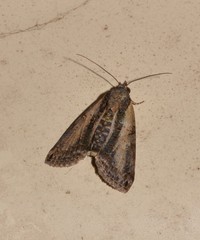 Lophoptera vittigera
