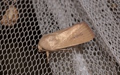 Leucania abdominalis