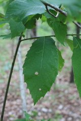 Castanea ozarkensis