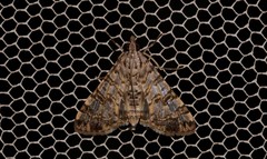 Dysallacta negatalis