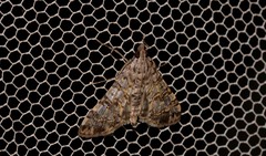 Dysallacta negatalis