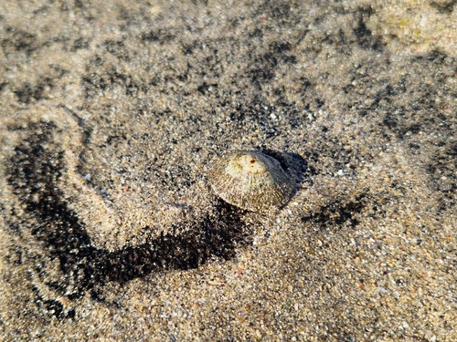 Siphonaria pectinata