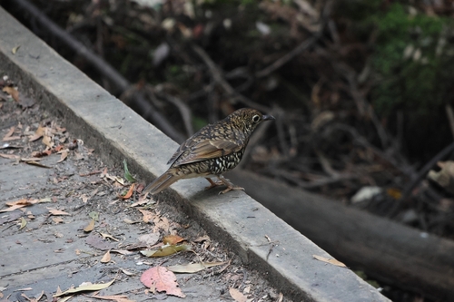 Bassian Thrush (Zoothera lunulata), photo 4