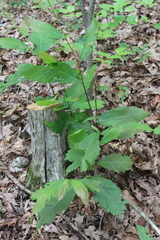 Castanea ozarkensis