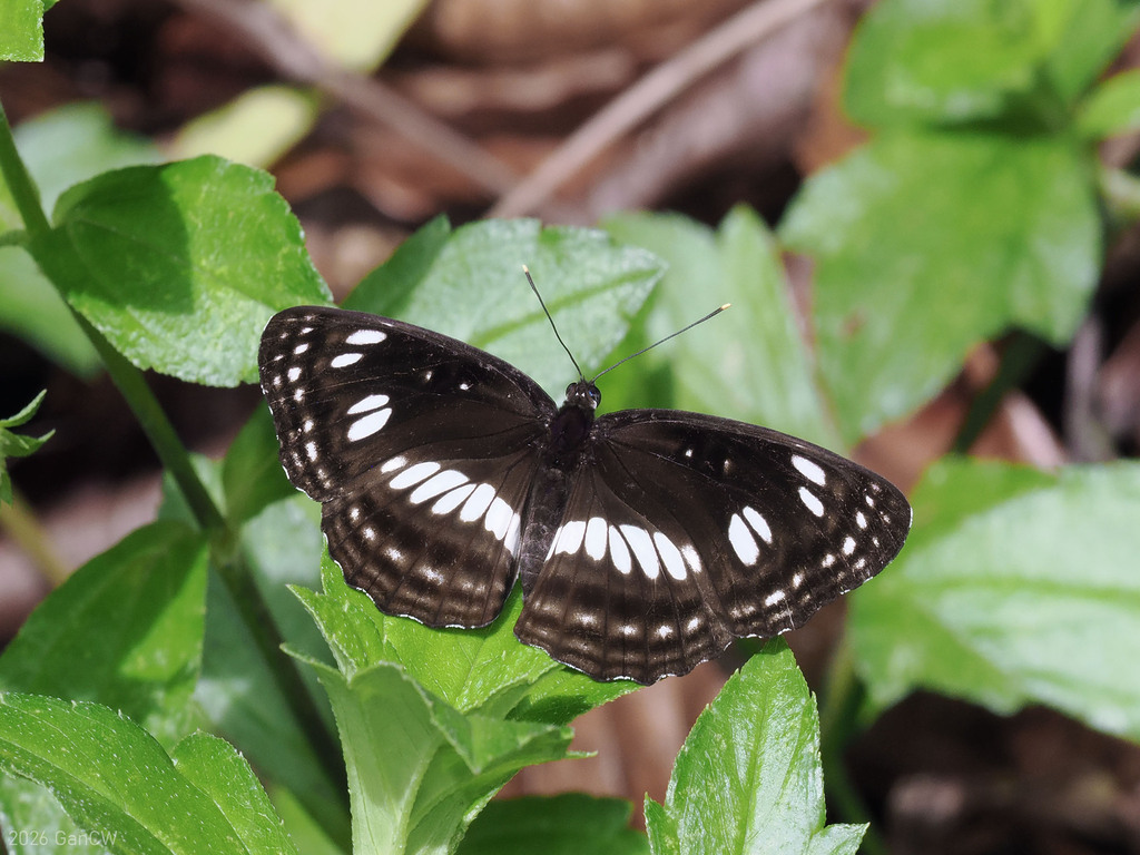 Phaedyma amphion