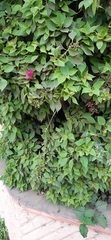 Bougainvillea spectabilis