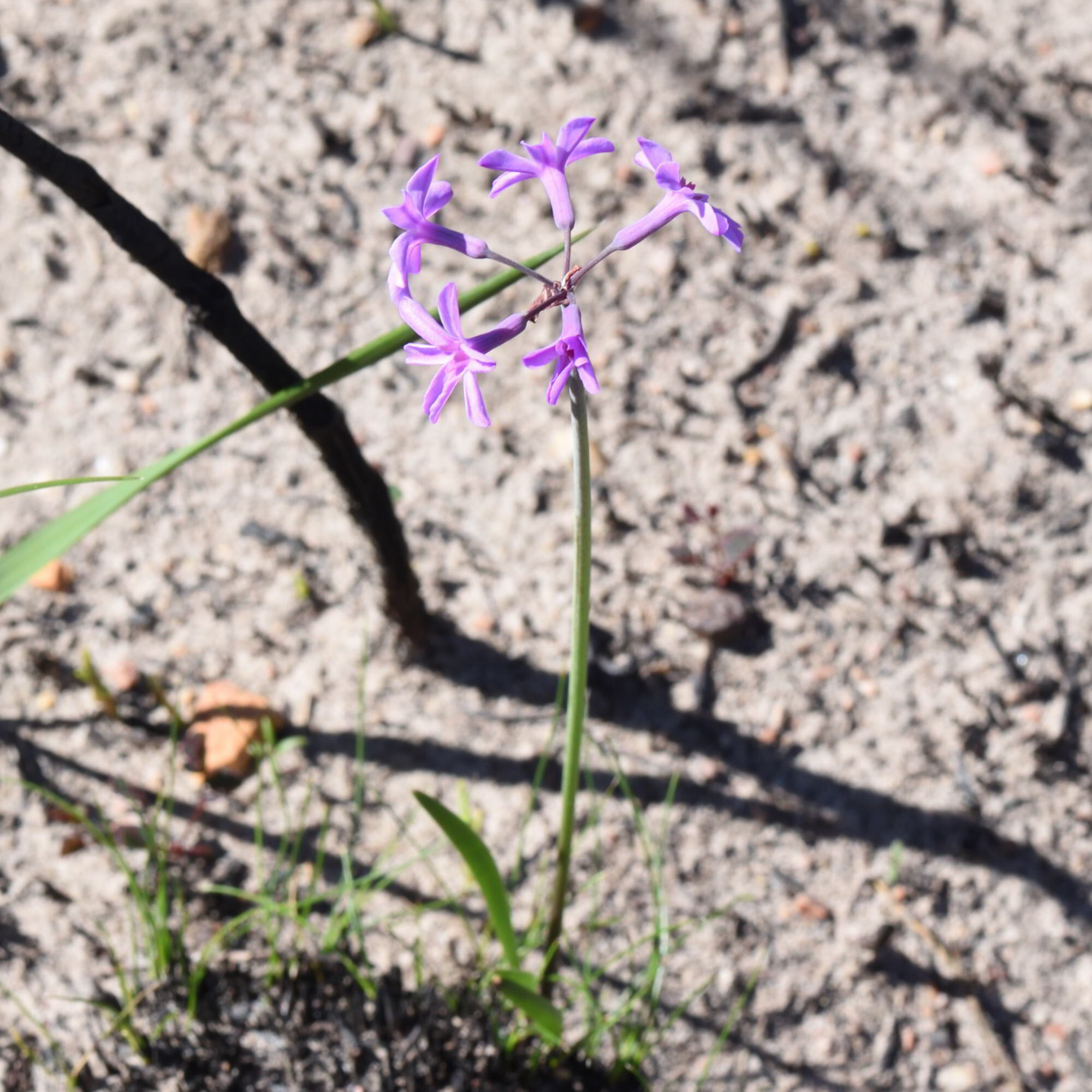 Wild Garlic (Tulbaghia violacea)