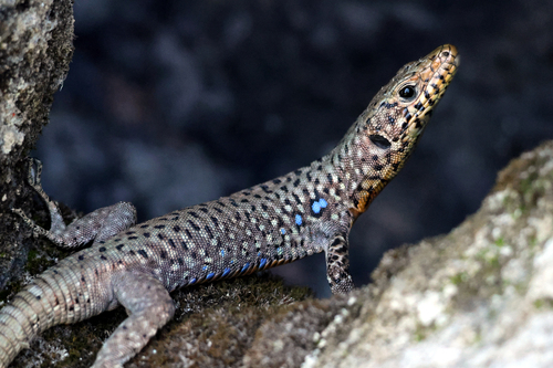Greek Rock Lizard, Peloponnese, Peloponnese, Western Greece and the Ionian Islands, GR, photo 8 of 10