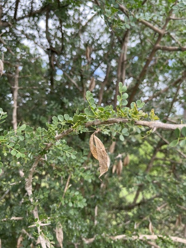 Foto de Rhigozum zambesiacum
