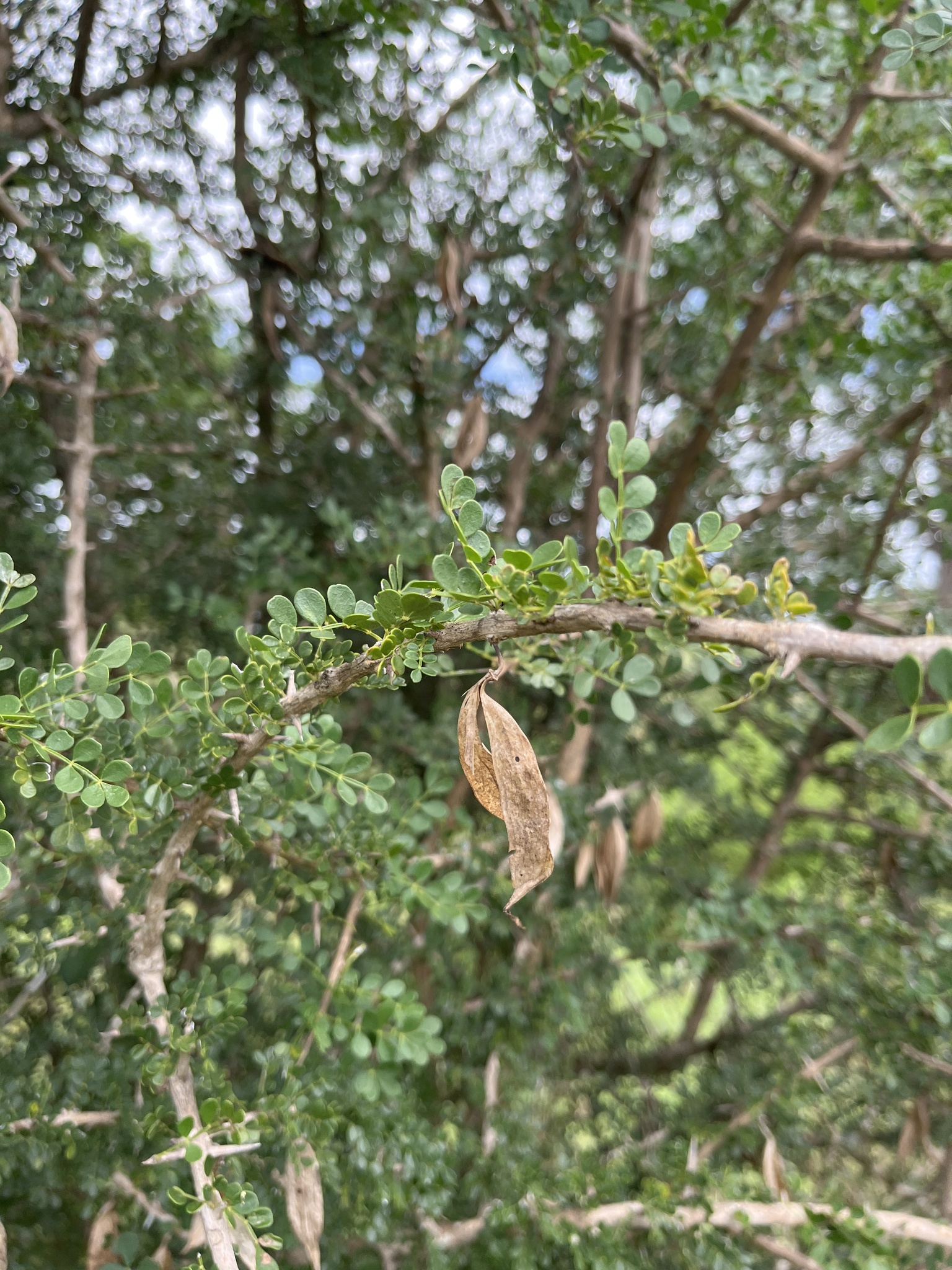 Imagem de Rhigozum zambesiacum