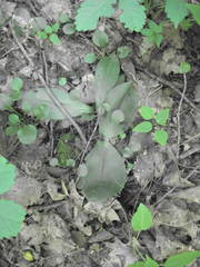 Galearis spectabilis