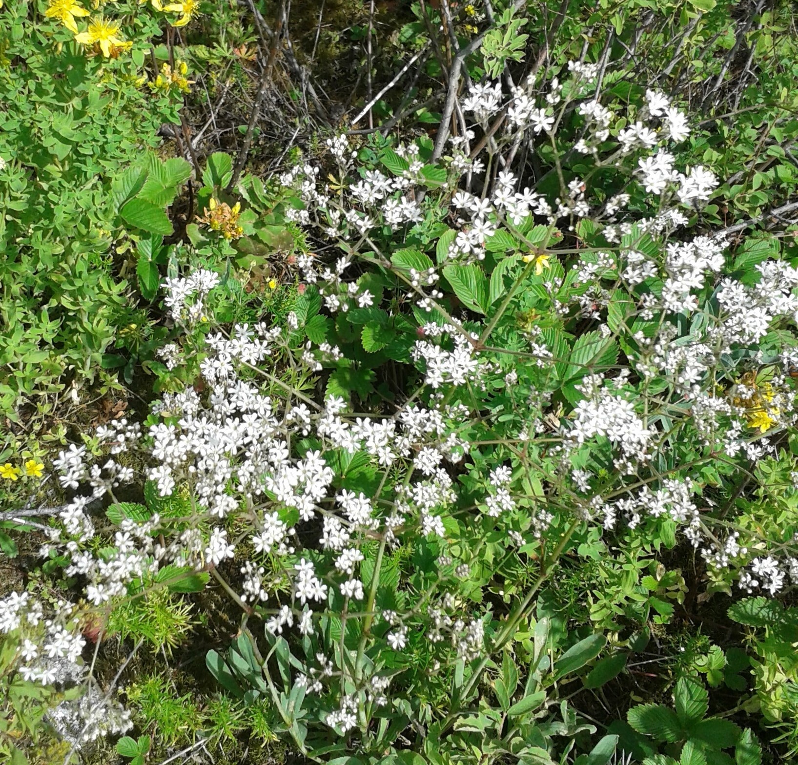 Gypsophila altissima